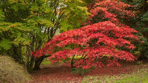 Coed hydrefol